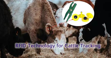 rfid chip for cattle price|rfid cattle tracking.